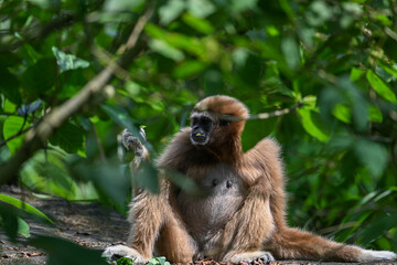 Close up Gibbon and Tree 