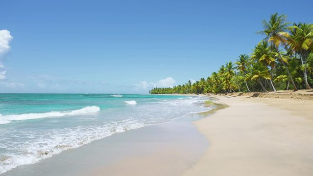 Tropical palm beach in Hawaii. Summer nature landscape of a sea island with white sand and bright coconut palms. Luxurious vacation. Exotic beach landscape. Sea waves on the sand of the Caribbean.