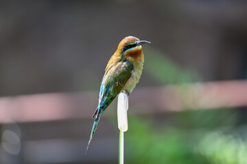 Colorful Bee-eater. Merops philippinus 