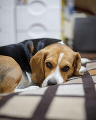 perro beagle en la ciudad y en casa muy feliz