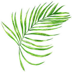 Watercolor illustration of tropical green leaves. Hand drawn exotic greenery,  palm leaf, fern, monstera. Floral . Perfect for invitations, cards, prints, packaging.