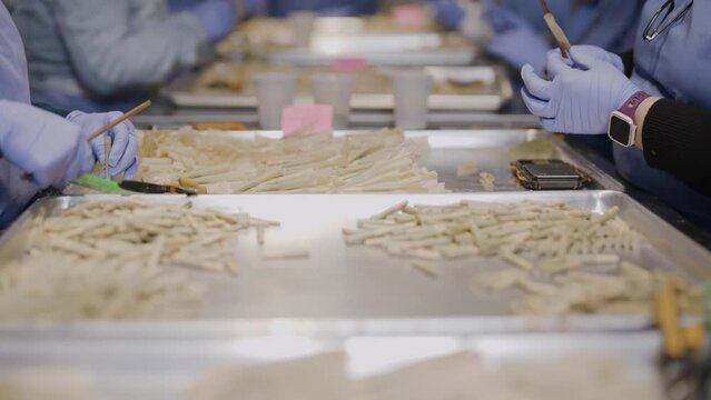 Tracking shot of production staff rolling joints with Marijuana Kief, Slow motion