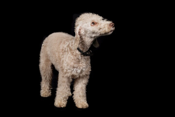 Bedlington terrier puppy few months old posing in studio on black