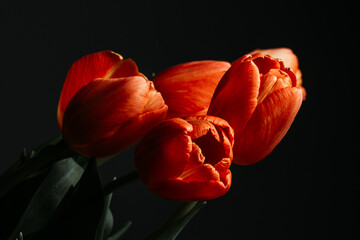 orange tulip