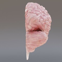 Realistic 3D Render of Human Brain