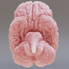 Realistic 3D Render of Human Brain