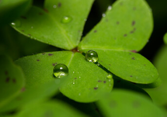 Beautiful detailed rain drops on clover leaves