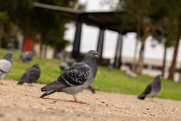 Feral pigeons or Rock doves, found at a park by a lake, in Adelaide, South Australia