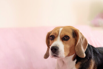 perro beagle en la ciudad y en casa muy feliz
