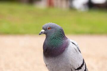 homing pigeon, or rock dove, with beautiful purple and green colours on the neck, found at a park in Adelaide, South Australia