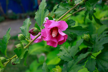 Obraz premium beautiful hibiscus flower