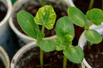 young cucumber sprouts