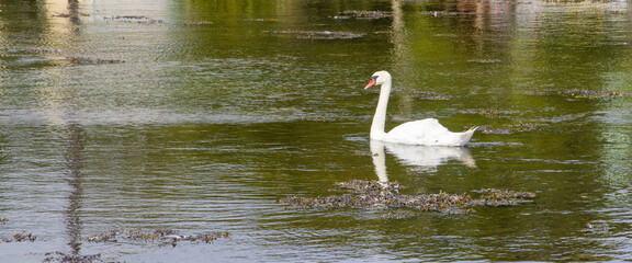 One large white swan is floating on the surface of the pond. White swan on water