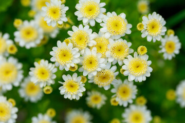 background of daisies
