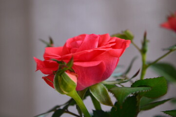 Fototapeta premium red rose on a white background