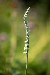 Beautiful very rare and endangered orchid, autumn lady's-tresses (Spiranthes spiralis)
blooming in the middle of a meadow with a green background in Moravia, Czech Republic
