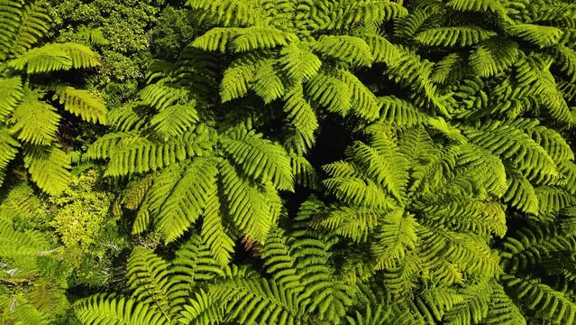Silver Fern in sunny day, symbol fern of New Zealand. Aerial circling