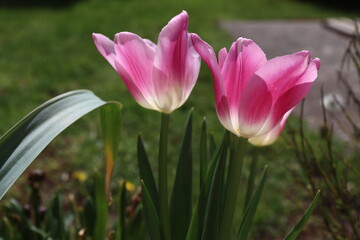tulips in the spring sunlight
