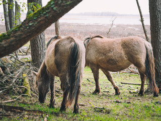 Latvian wild nature, a nature park by the lake where Polish koniks graze - one of the Polish horse breeds. Horses live in the open air