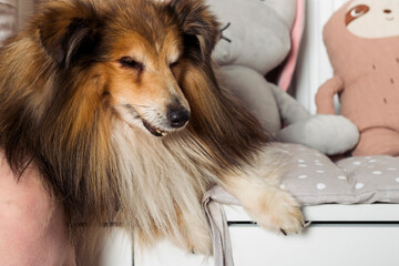 Portrait of the Adorable aged Miniature Sheltie dog sitting near its owner.