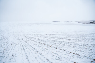 Landscape of wheat agricultural field covered with snow in winter season. Agriculture process with a crop cultures.