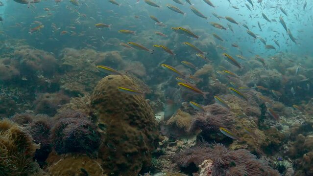 Under Water Film - Thailand - fusilier fish swimming around coral reef