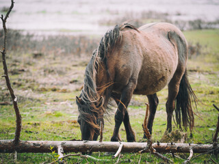 Fototapeta premium Latvian wild nature, a nature park by the lake where Polish koniks graze - one of the Polish horse breeds. Horses live in the open air