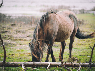 Fototapeta premium Latvian wild nature, a nature park by the lake where Polish koniks graze - one of the Polish horse breeds. Horses live in the open air