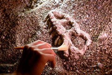 archaeologist paleontologist digs bones dinosaur skull close-up