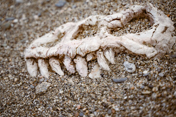 bones of a dinosaur skull close-up in the sand at an archaeological dig