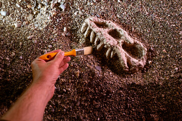 archaeologist paleontologist digs bones dinosaur skull close-up