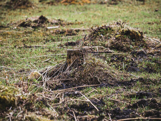 The wild nature of Latvia, a nature park by the lake, a lake in the distance, pastures and cut tree stumps