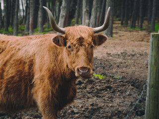 The wild nature of Latvia, a nature park by the lake where cows graze. Cows live outdoors