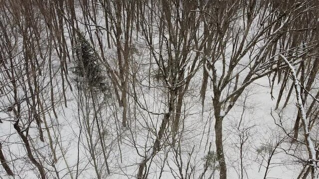 vue a&eacute;rienne d'une for&ecirc;t en hiver	
