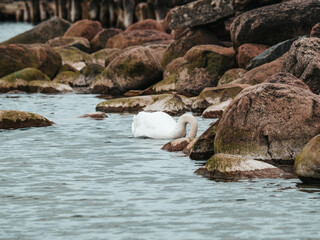 Obraz premium Latvian nature, the Gulf of Riga, a pier with wooden piles, stone concrete and large boulders, a white swan swims in the sea