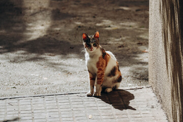 Multicolored stray cat on the street of Beirut