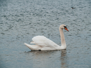 The nature of Latvia, the Gulf of Riga, a beautiful white swan is swimming