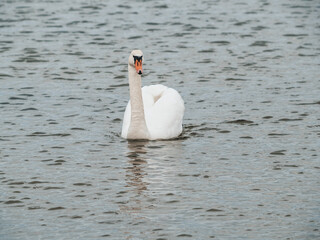 The nature of Latvia, the Gulf of Riga, a beautiful white swan is swimming