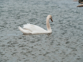 The nature of Latvia, the Gulf of Riga, a beautiful white swan is swimming