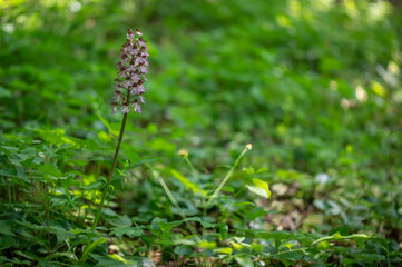 Beautiful rare orchid on a meadow with a green background in Moravia, Czech Republic
