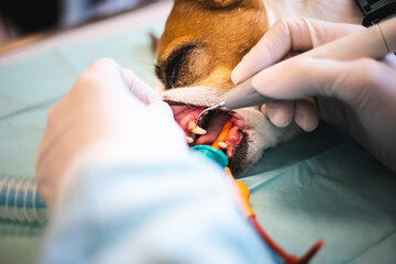 Un vétérinaire fait un détartrage aux dents d'un petit chien de race jack russell