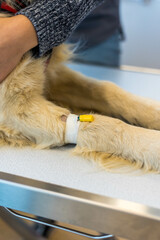 Naklejka premium Mise en place d'une perfusion, dans la patte d'un chien par un vétérinaire