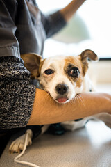 Un chien jack russell dans les bras d'une vétérinaire qui fait son examen