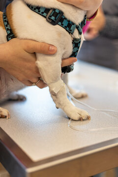Gros plan sur une patte de jack russel avec une perfusion dans la patte, une vétérinaire tien le chien dans ses mains