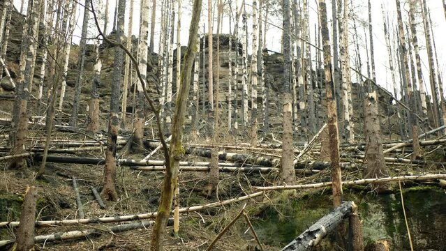 Fire forest spruce after flame wild drought dry black earth ground vegetation stand green natural disaster burnt down trees Bark beetle shot pest Ips typographus dead calamity wood danger Europe