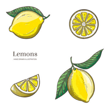 Two lemons and two lemon slices isolated on white background. Vegetarian, organic food. Vector Illustration. 