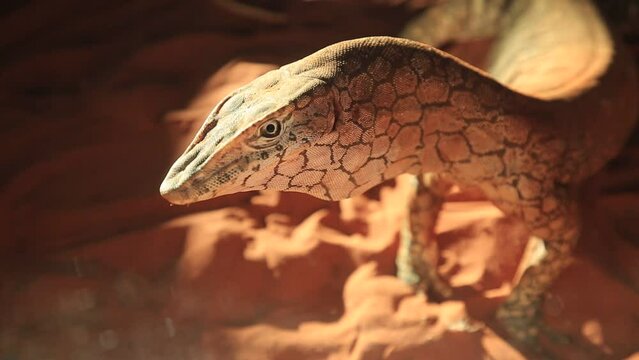 head of Perentie, Varanus giganteus, the largest monitor lizard or goanna native to Australia, and fourth-largest living lizard on earth. Desert Park at Alice Springs, Northern Territory.