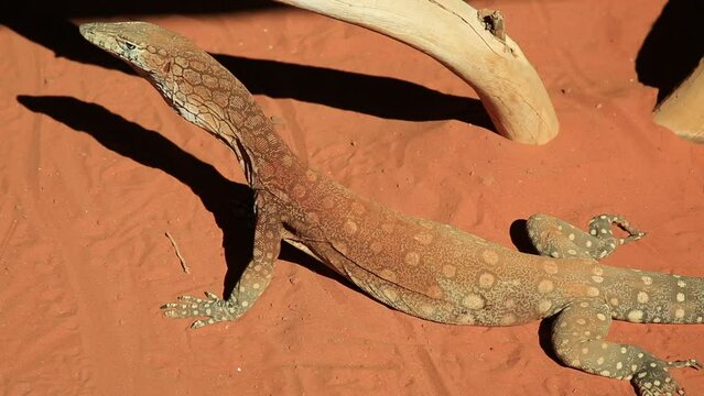 Perentie, Varanus giganteus, the largest monitor lizard or goanna native to Australia, and fourth-largest living lizard on earth. Desert Park at Alice Springs, Northern Territory.