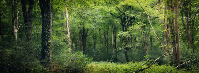 Idless woods near Truro Cornwall England uk 