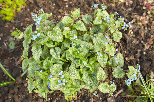 Brunnera macrophylla 'Looking Glass' flowers growing in Dublin, Ireland.
